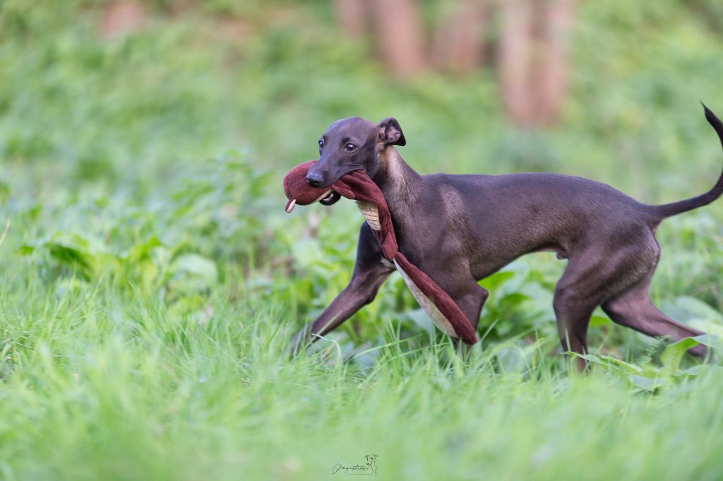 de magistris - Chiot disponible  - Petit Levrier Italien