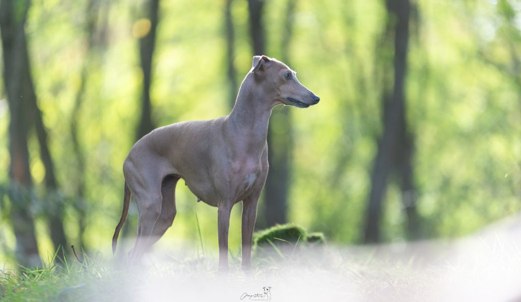 Souriez vous êtes filmés de magistris