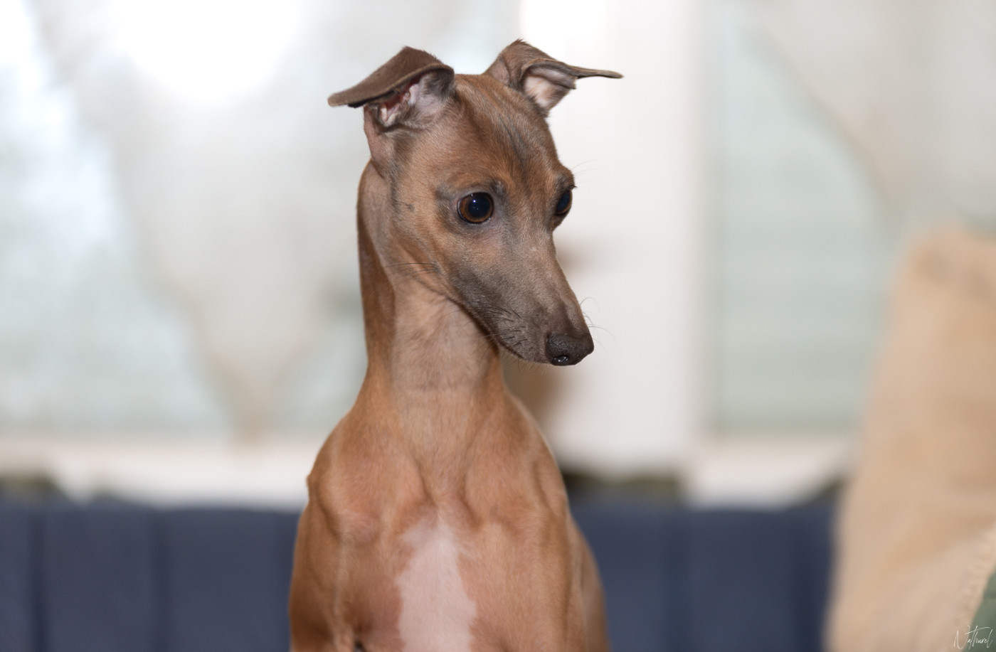 Première portée 2026