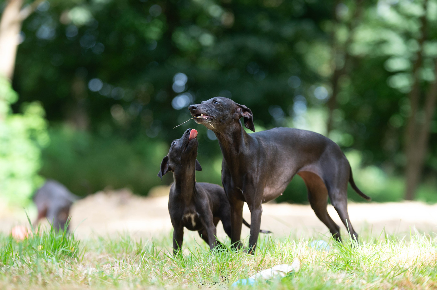 de magistris - Deux chiots mâles noirs sont disponibles