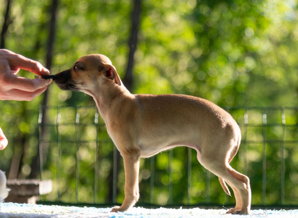 de magistris - Chiots disponibles - Petit Levrier Italien