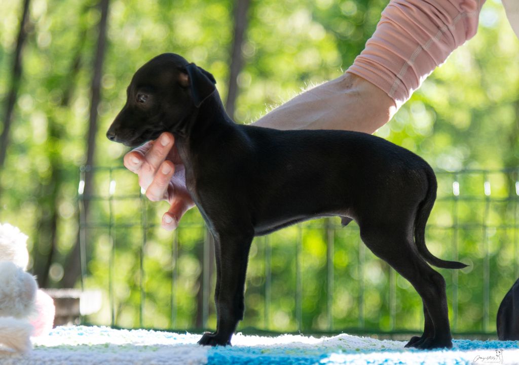 de magistris - Chiots disponibles - Petit Levrier Italien
