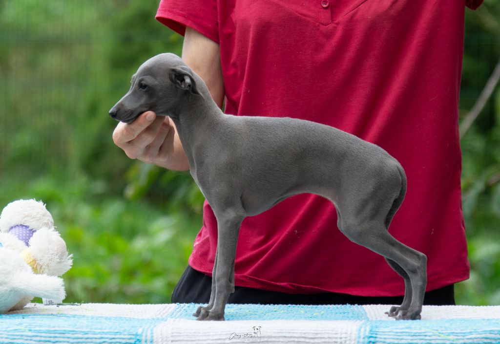 de magistris - Chiots disponibles - Petit Levrier Italien