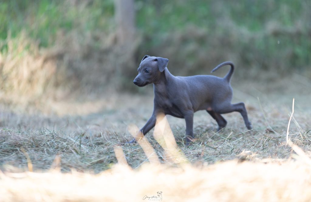 de magistris - Chiots disponibles - Petit Levrier Italien
