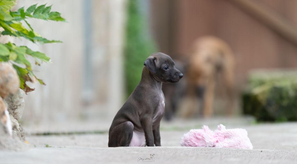 de magistris - Chiots disponibles - Petit Levrier Italien
