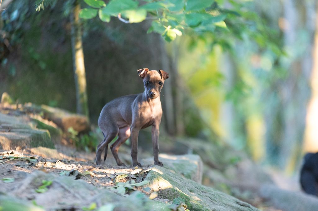 de magistris - Chiots disponibles - Petit Levrier Italien