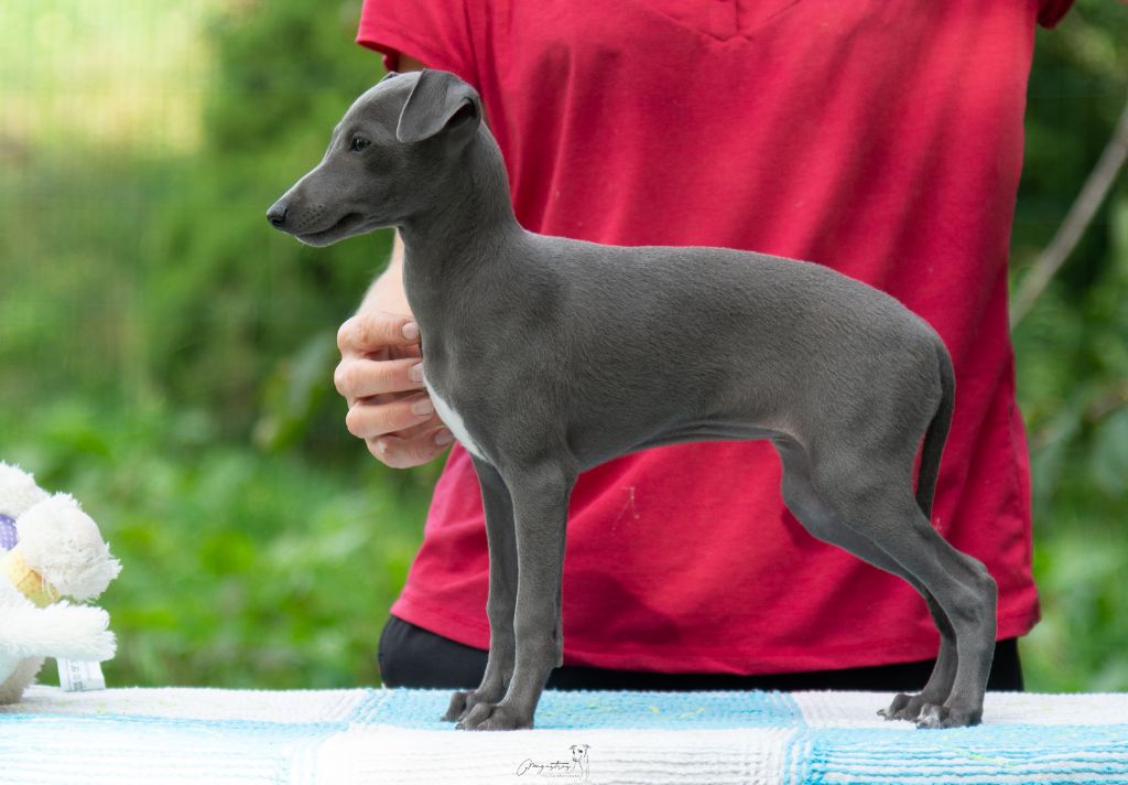 de magistris - Chiots disponibles - Petit Levrier Italien