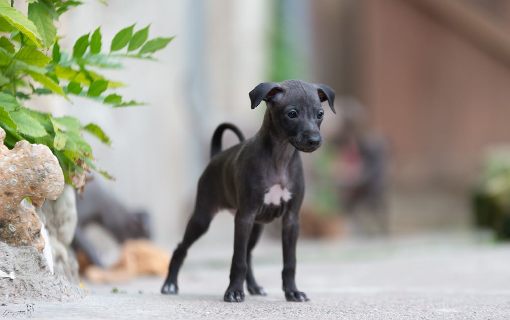 de magistris - Chiots disponibles - Petit Levrier Italien