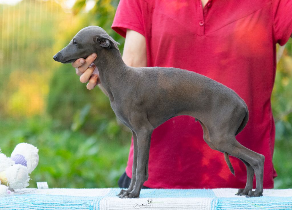 de magistris - Chiots disponibles - Petit Levrier Italien