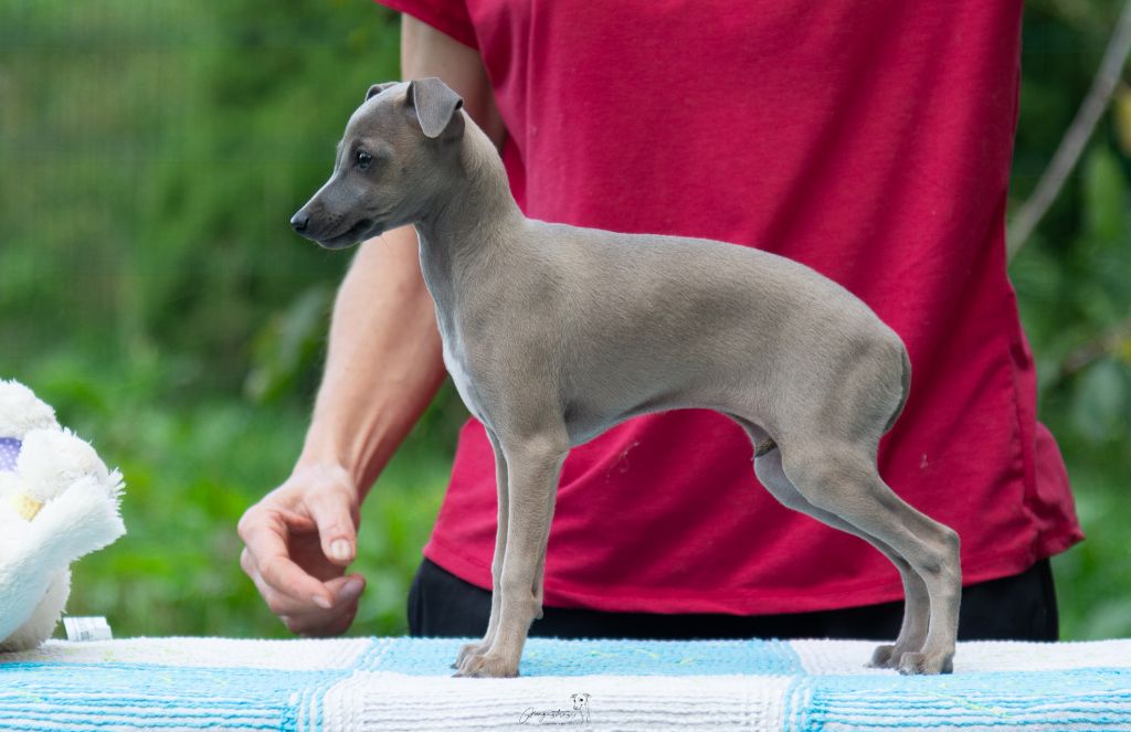 de magistris - Chiots disponibles - Petit Levrier Italien