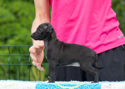 CHIOT 4