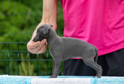 CHIOT 3