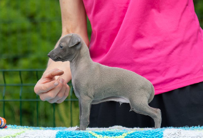 CHIOT 2
