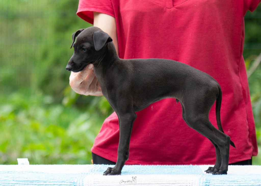 de magistris - Chiots disponibles - Petit Levrier Italien
