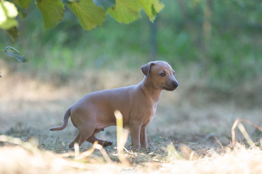 de magistris - Chiots disponibles - Petit Levrier Italien