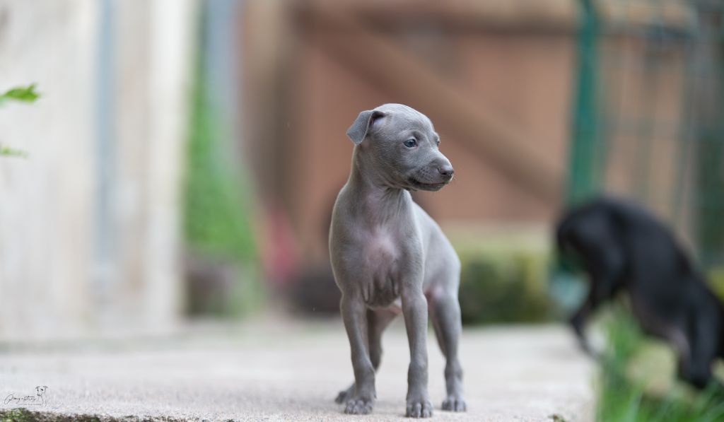 de magistris - Chiots disponibles - Petit Levrier Italien