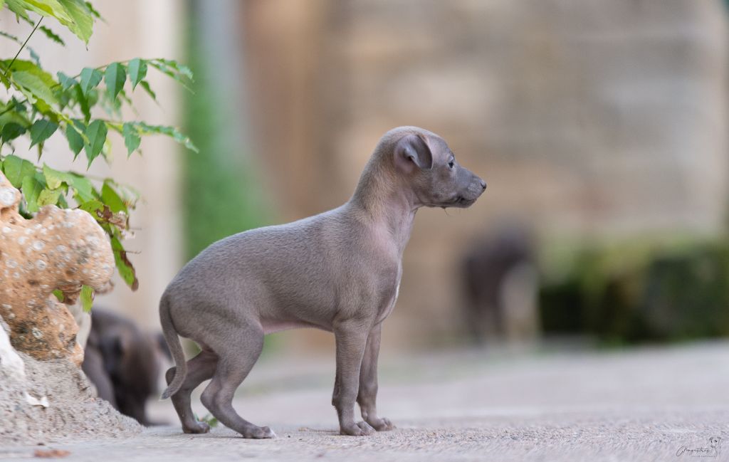 de magistris - Chiots disponibles - Petit Levrier Italien