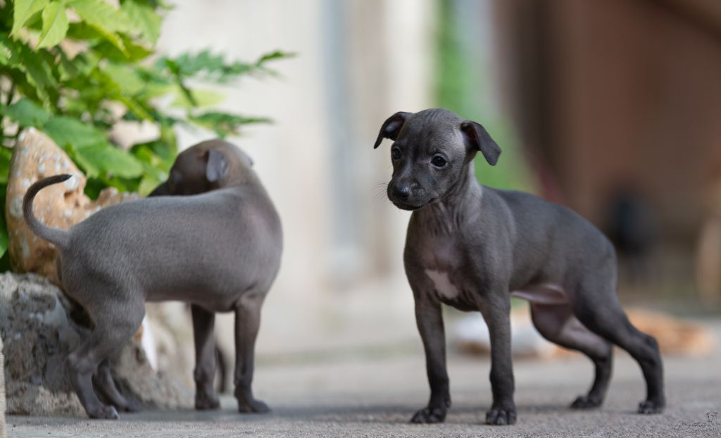 de magistris - Chiots disponibles - Petit Levrier Italien