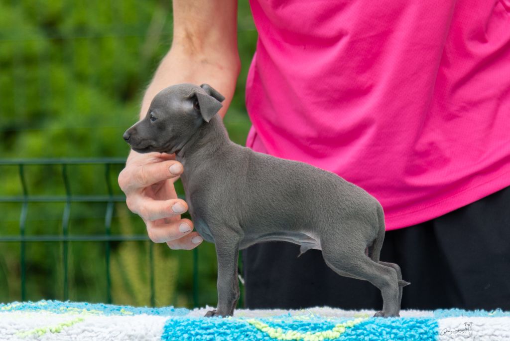 de magistris - Chiots disponibles - Petit Levrier Italien